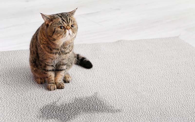 carpet cleaning in manhattan, carpet cleaning manhattan, carpet cleaners in manhattan, carpet cleaners in manhattan, commercial carpet cleaning, commercial carpet cleaning in manhattan, manhattan rug cleaners, rug cleaning services in manhattan, same day carpet cleaning, same day rug cleaning in manhattan